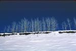 Ice Trees, Cold, Frigid, Frosty, Frozen, Snowy, Winter, NNIV01P03_08