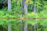 Reflecting Trees, lake, pond, reflection, woodland, forest, water, NNTV02P13_17.0936