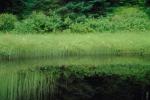 Pond, Lake, reflection, plants, wetlands, water, NNTV03P04_17.0936