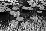 Pond, Lily Pads, toadstools, NNYPCD3348_027