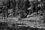 Pond, Lily Pads, toadstools, NNYPCD3348_028