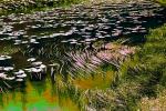Pond, Lily Pads, toadstools, NNYPCD3348_030B