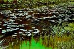Pond, Lily Pads, toadstools, NNYPCD3348_032B