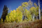 Aspen Trees, autumn, NNYV01P09_09.0676