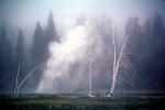 Geothermal Activity, stripped trees, Geyser, NNYV04P07_15