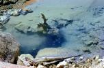 Madison Junction, Hot Spring, Bubbles, Hot Ponds, geothermal feature, activity, NNYV06P04_14