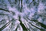 looking-up, bare trees, NOFV01P02_13