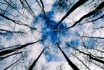 looking-up, bare trees, NOFV01P02_14