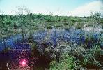 Wetlands, Swamp, NOFV01P06_11
