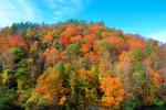 Woodland, Forest, Trees, Hill, autumn, deciduous, NORV01P02_05.1260