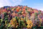 Explosion of Colors, Woodland, Forest, Trees, Hill, autumn, deciduous, NORV01P02_05