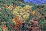 Mountain, Woodland, Forest, Trees, Hill, autumn, deciduous, NORV01P03_18