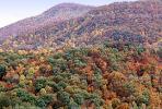 Mountain, Woodland, Forest, Trees, Hill, autumn, deciduous, NORV01P04_10