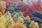 Woodland, Forest, Trees, Hills, autumn, deciduous, NORV01P04_15
