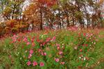 Field of Flowers, Daisies, Woodland, Forest, Trees, Flowers, autumn, deciduous, NORV01P05_01.1260