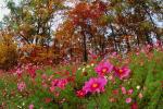 Field of Flowers, Daisies, Woodland, Forest, Trees, Flowers, autumn, deciduous, NORV01P05_02.1260