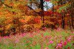 Woodland, Forest, Trees, Flowers, autumn, deciduous, NORV01P05_06.1260