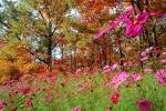 Field of Flowers, Daisies, Woodland, Forest, Trees, Flowers, autumn, deciduous, NORV01P05_09.1260