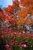 Field of Flowers, Daisies, autumn, deciduous, forest, NORV01P05_15.1260