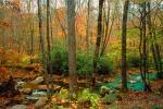 Woodland, Forest, Trees, Hills, River, rocks, deciduous, stream, autumn, NORV01P06_13.1260