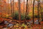 Woodland, Forest, Trees, Hills, River, rocks, deciduous, stream, autumn, NORV01P06_15.1260