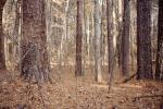 dry woodlands, Forest, trees, deciduous, NORV01P07_14