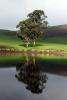 Trees, Hills, Pond, Reflection, Reservoir, Lake, Water, NPND03_170