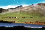 Cows, Pond, Hills, Trees, Reflection, Lake, Reservoir, Water, fields, NPND03_259