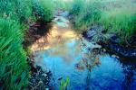 Bill Valley, Lake County, pond, water, reflection, NPNV01P14_15.1264