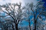 snow covered trees fractals, Ice, Cold, Chill, Chilled, Chilly, Frosty, Frozen, Icy, Snowy, Winter, Wintry, NPNV03P03_07.1266