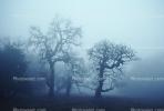 Early morning fog fractals, NPNV05P12_06