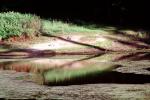 Bullfrog Pond, Lake, reflection, Austin Creek State Park, NPNV05P14_04