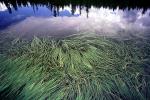 Lake, trees, reflection, water grass, water, NPNV06P01_03