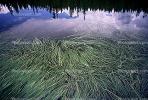 Lake, trees, reflection, water grass, water, NPNV06P01_03B