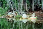 Lake, pond, water, rock, trees, reflection, NPNV06P02_05.2566