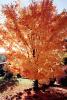 Tree Texture, autumn, NPNV08P05_03