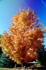 Tree Texture, autumn, NPNV08P05_05