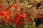 Tree Texture, autumn, NPNV08P05_08