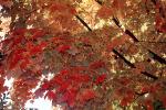 Tree Texture, autumn, NPNV08P05_09