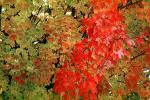 Tree Texture, autumn, NPNV08P05_12