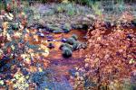 River, Rocks, Trees, autumn, NPNV08P06_04