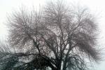Bare Oak Tree in the Fog, NPNV09P05_14