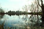Lake, Bare Trees, Water, Reflection, calm, stillness, NPNV09P06_10