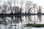Lake, Bare Trees, Water, Reflection, calm, stillness, NPNV09P06_13
