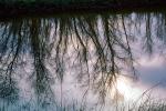 Lake, Bare Trees, Water, Reflection, calm, stillness, NPNV09P07_05
