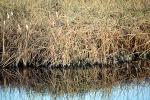 tree, reflection, pond, water, NPNV09P07_06