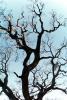 Tree fractals, Guinda, Yolo County, NPNV11P02_15