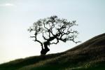 Bare Tree fractals, south of Petaluma, Sonoma County, NPNV11P11_13