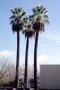 Palm Trees, Woodland California, NPNV12P12_02