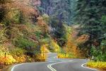 S-Curve, Road, Roadway, Forest, Trees, Fall Colors, Autumn, NPSD02_005